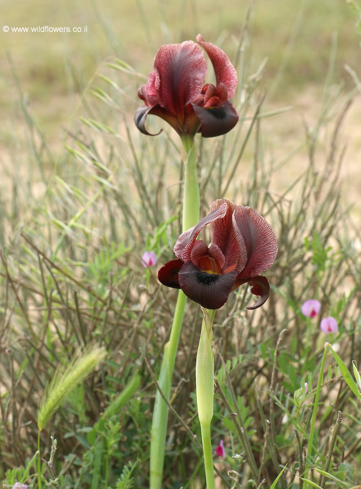Iris  petrana 